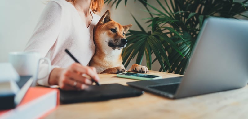 work from home pet